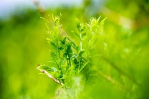 饮露餐英·土司王的秘密 来凤藤茶之殊胜AI版