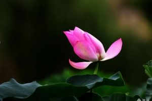 易明生：倾其所有，让依依在荷香美域里称王称霸