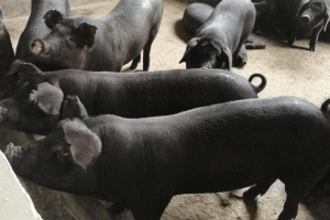 关于硒都黑猪的报道和资料VX072701